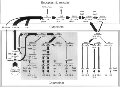 Figure 2. Glycerolipid biosynthesis in the leaves of relative flux among reactions of the prokaryotic and eukaryotic pathways (Somerville Arabidopsis