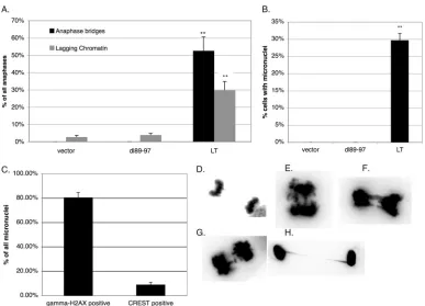 FIG 1 Micronuclei and anaphase bridges are prevalent in LT-expressing cells. Error bars on the graphs indicate standard errors, whereas the double asterisksshow that differences between LT and dl89-97 are considered highly signiﬁcant