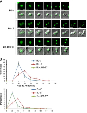 FIG 2 LT transiently delays the metaphase-to-anaphase transition in a Bub1 binding-dependent manner