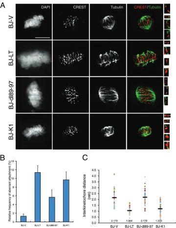 FIG 3 LT affects kinetochore tension and error correction of KT-MT attachments. (A) Thymidine-synchronized BJ-V, BJ-LT, BJ-dl89-97, and BJ-K1 cells werereleased for 8 h and treated with MG-132 for 3 h