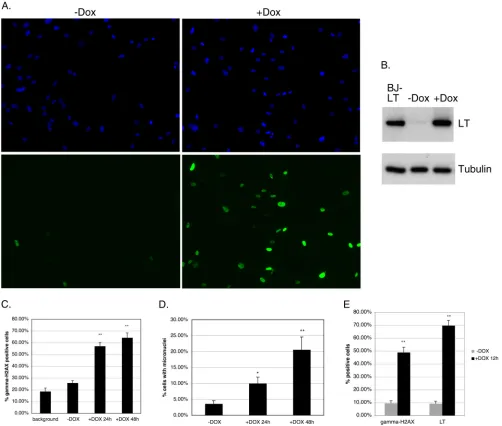 FIG 7 Inducible expression of LT acutely elicits �-H2AX foci indicative of replication stress prior to micronucleus formation