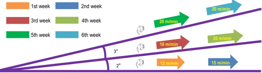 Figure 1. Proposed schematic diagram of weekly variation in treadmill speed and inclination of the exercise group.