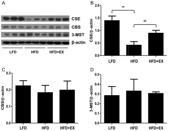 Figure 6. Effect of treadmill running on the mRNA levels of IL-6 and IL-15 in rat skeletal muscles