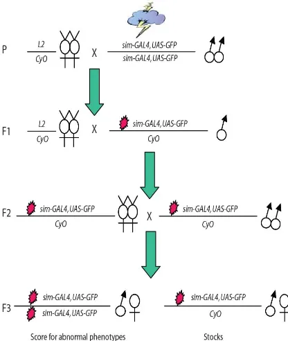 Figure 2.1  A schematic diagram of the genetic screen  