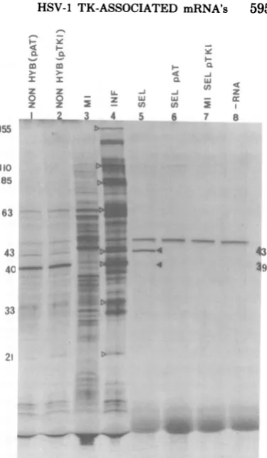 FIG. 1.pAT153preparationspolypeptidesMIINFSelected5),selectedinfectedwasrationsselectedmorecellweightsducedadded(32,with INF Selection of pTKI-specific mRNA