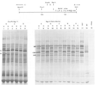 FIG.polypeptide (60) which is arrestedsequences.BglIISymbols:in (BglII-SstI-BstNIthe the original map RNA; track fragments 18, BHK cell A and RNA; and B by all BglII-SstI-BstNI 0, have an track not 19, been additional endogenous ordered)