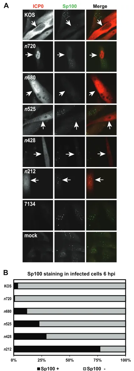 FIG 6 KOS and ICP0 truncation mutants direct the loss of endogenous Sp100staining. (A) HEL cells were infected at an MOI of 5 with KOS, each ICP0truncation mutant, or 7134 or were mock infected for 6 h