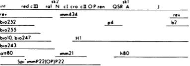 TABLE 2. Expression of Ral during coinfectionPhage yields during coinfection