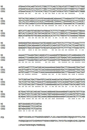 Figure 3.1 DNA sequences of hIFNγ; NS: Native sequence, COS1: Codon-optimised 