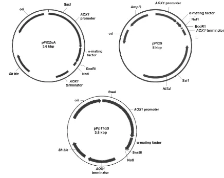 Figure 3.2  Generic plasmid vector maps of pPIC9, pPICZαA, pPpT4αS. Ori: the origin of replication, for more information consult the text