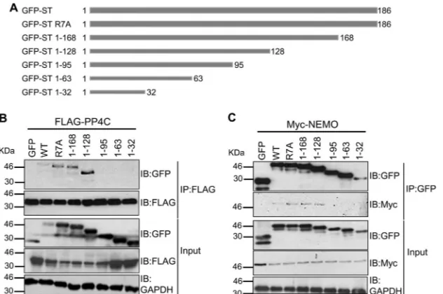 FIG 9 Mapping the domains within MCPyV ST which are required for the interaction with NEMO and PP4C