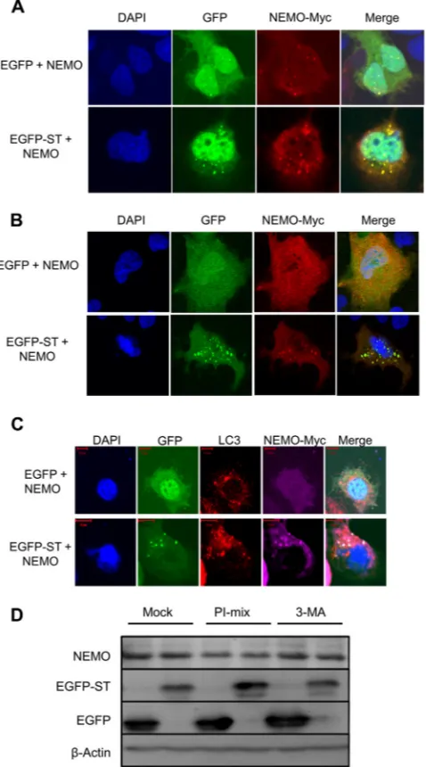 FIG 4 A proportion of MCPyV ST colocalizes with NEMO. Following trans-fection of Huh7 (A) and MCC13 (B) cells with either pEGFP or pEGFP-ST inthe presence of pNEMO-myc, after 24 h, cells were ﬁxed and permeabilized,and GFP ﬂuorescence was analyzed by direc