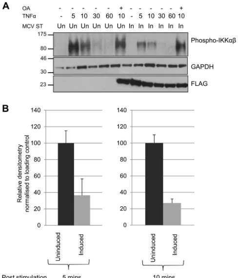 FIG 6 Cellular phosphatases are required to inhibit IKKactivation of the NF-buffer, and lysates were immunoblotted to detect phosphorylation of IKKIKKdetected expression of MCPyV ST