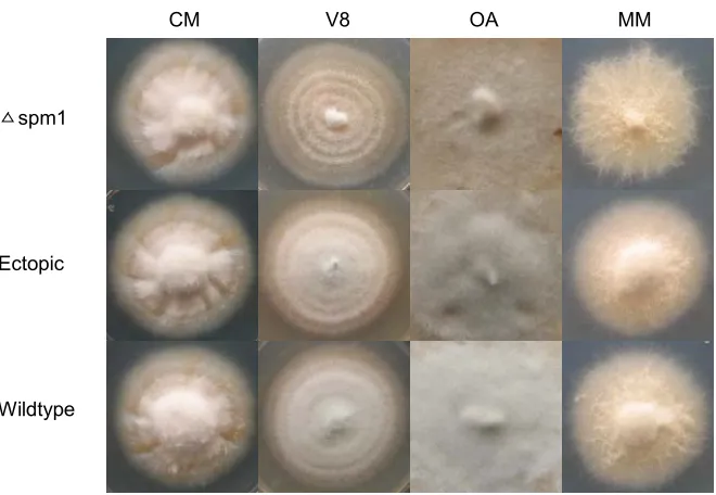 Figure 5. Growth of SPM1 deletion mutant on various nutrient conditions. SPM1 deletion 