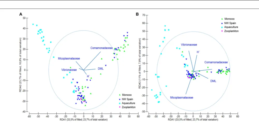 FIGURE 4 | Relative abundance of the main bacterial families showing the ontogenic changes in the microbial communities ofcaptivity for 25 days and in two upwelling regions of the North Eastern Atlantic: NW Spain and Morocco