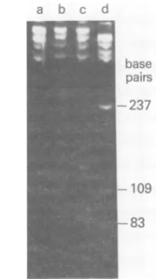 TABLE 2. Sizes of restriction endonuclease cleavagefragments ofJCV DNAs