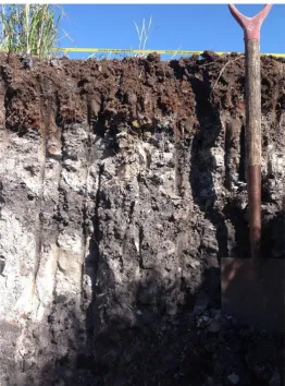 Figure 2 Soil profile of buried interburden with ≈30cm of soil as overburden. Note the heterogentiy of interburden colour (source) and coarse fragments
