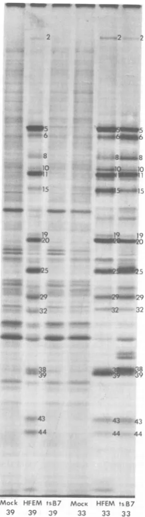 FIG. 1.extracted(HFEM)sulfate-polyacrylamideandincubatedwith Autoradiographic images of polypeptides from HEp-2cells infected with HSV-1 tsB7 or HSV-1 (HFEM) or mock infected electrophoretically separated in sodium dodecyl gels