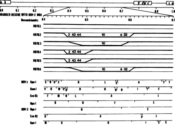 FIG. 3.HSV-2numbersHSV-1HSV-2ofdeterminedThe the Summary of the rescue of the HSV-1 (HFEM) tsB7 with HSV-2 DNA