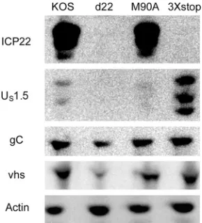 FIG 5 Growth of M90A and 3299 cells were infected at an MOI of 0.1 with the indicated viruses