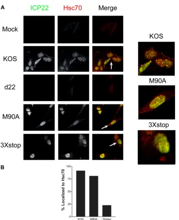 FIG 7 ICP22 but not US1.5 induces VICE domain formation. (A) HEL-299 cells were mock infected or infected with the indicated viruses at an MOI of 0.1