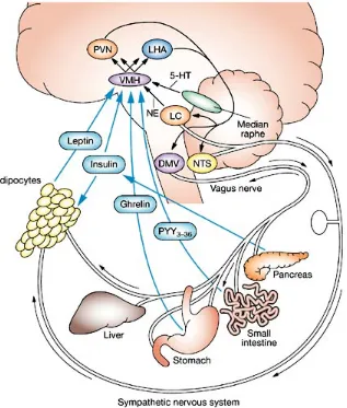 Figure 1.  The homeostatic pathway of energy balanceprotein) signals to the melanocortin 4 receptor in the paraventricular nucleus and lateral hypothalamic area