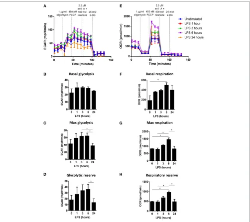 FIGURE 1 | Determination of the changes in glycolytic metabolism and oxidative phosphorylation over time in LPS-stimulated human DC