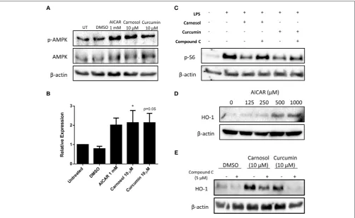 FIGURE 3 | Carnosol and curcumin inhibit mTOR activity and upregulate HO-1 expression in human DC via activation of AMPK.compare treatment groups against the control group (*Expression of HO-1 was detected by Western blot