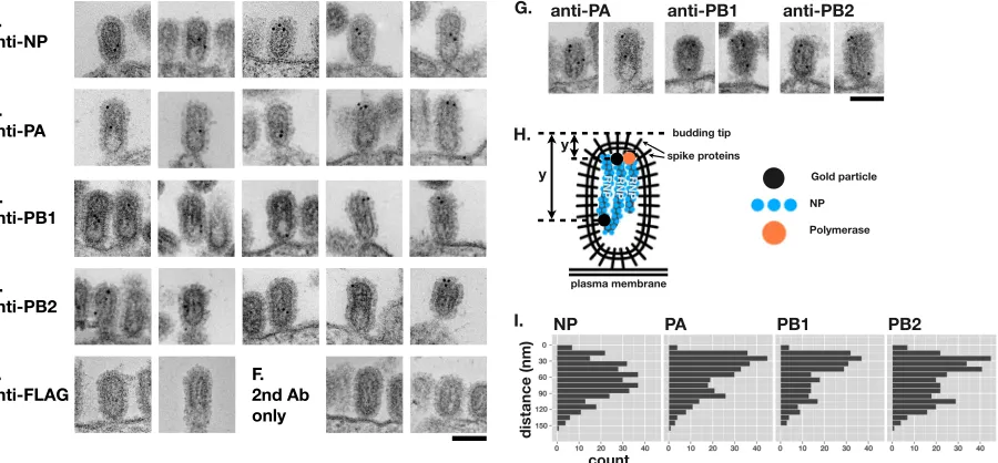 FIG 4 Immunostaining of thin-sectioned virions. The sections were sequentially incubated with an anti-NP (A), anti-PA (B), anti-PB1 (C), anti-PB2 (D), oranti-FLAG (E) monoclonal antibody or without a primary antibody (F) and with a secondary antibody conju