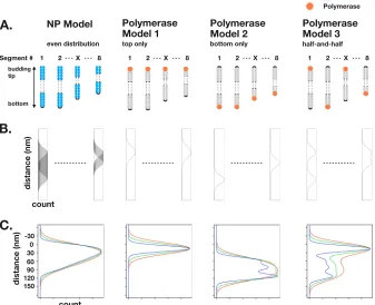 FIG 6 Schematic diagrams of RNPs within a virion. (A) The diagram showing aRNPs are vertically packaged in a virion