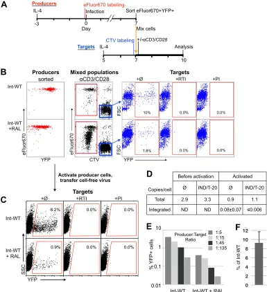 FIG 6 Transmission of infectious virus generated from integration-inhibited HIV-1. (A) Schematic protocols for infection, transmission, and analysis of cells.eFluor670-labeled CD4of cell mixing, and protease inhibitors were added at the time of infection o
