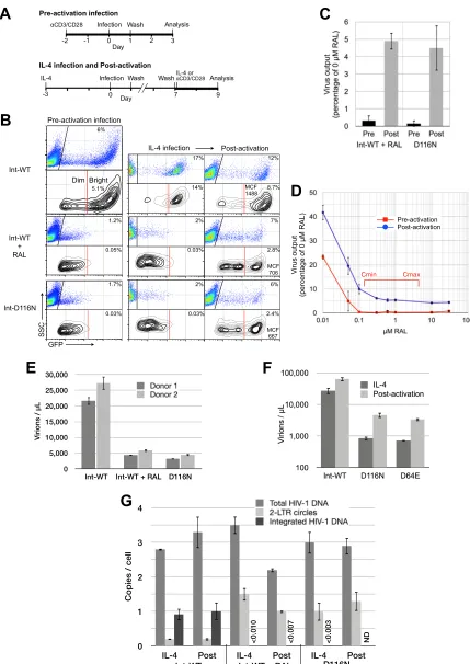 FIG 1 De novoCD4(IL-4 infection) and every 3 days thereafter and then activated 7 days after infection (postactivation) or maintained unactivated in IL-4 throughout