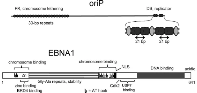 FIG 1 Features of oriP and EBNA1. Above, oriP spans �1,800 bp, with two functional components, FR and DS