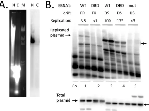 FIG 2 Apart from preventing plasmid loss, N-terminal domains of EBNA1increase the efﬁciency ofmid in nuclear (N) and cytoplasmic (C) fractions from HEK293 cells 59 h aftertransfection, prepared by method 1 (Materials and Methods.) The sampleswere digested 