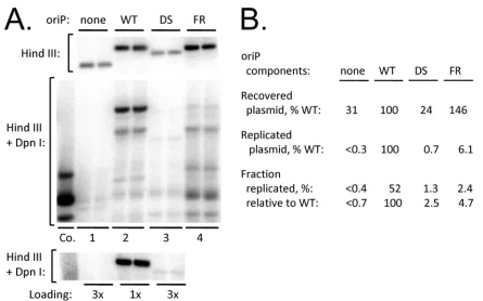 FIG 3 FR is essential for signiﬁcant oriP-dependent replication in EBNA1-expressing 143B cells