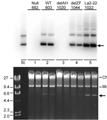 FIG 4 The 22-amino-acid nucleosome-binding domain of LANA functionally replaces the N-terminal domains of EBNA1