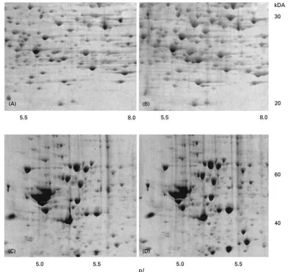 Figure 2Partial 2D gel images showing the high fidelity in the reproducibility of separation of bacterial (A, B) and mammalian (C, D)proteins