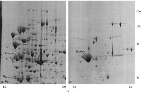 Figure 6Partial 2D gel images showing the enrichment of enolase by hydrophobic interaction chromatography