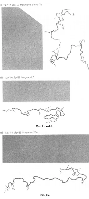 FIG. 2 c and d.