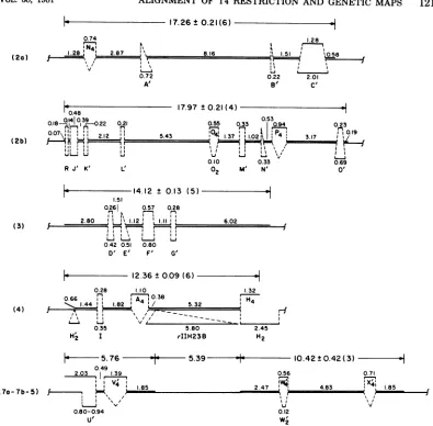 FIG. 3.substitutionstrandedthethelooploop Maps of the T2/T4 BglII fragment heteroduplexes