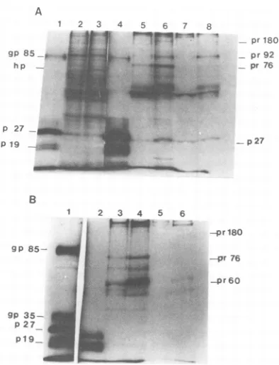 Figure 2extractcipitated also shows that in the control infected a number of bands were specifically pre- with the anti-AMV antiserum (Fig