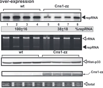 FIG 1 Yeast CFE-based TBSV replication assay to identify TPR domain-containing yeast proteins inhibiting TBSV replicationanalysis of the in vitro