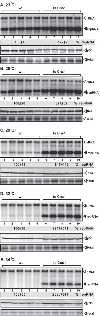 FIG 3 Stimulatory effect of the TS mutant of Cns1p on TBSV replication inthe TS Cns1 and parental (BY4741) yeast strains