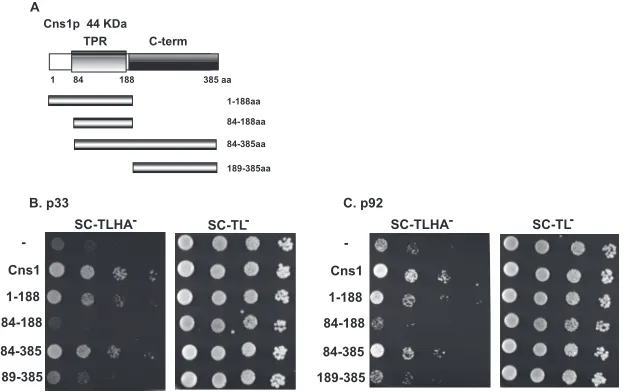 FIG 4 Interaction between Cns1p and the p33 and p92 replication proteins. (A and B) A split-ubiquitin membrane yeast two-hybrid assay was used to testbinding between p33 or p92 and full-length yeast Cns1p