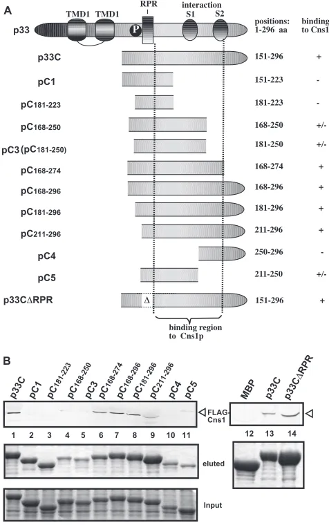 FIG 7 Cns1p inhibits both minus- and plus-strand synthesis in the CFE-basedTBSV replication assay