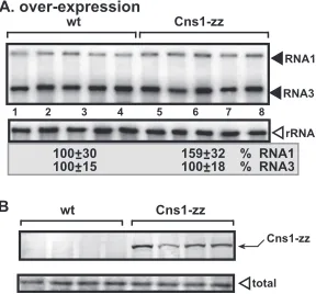 FIG 11 Unaltered level of NoV RNA accumulation in yeast overexpressingyeast cells were cultured for 48 h at 29°C