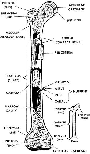 Figure 4-1.  A mature long bone (femur).