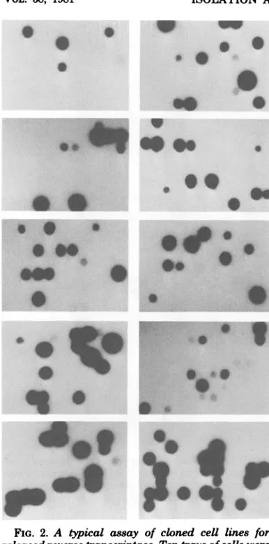 FIG. 2.prepared[32P]DNAreleasedray A typical assay of cloned cell lines for reverse transcriptase