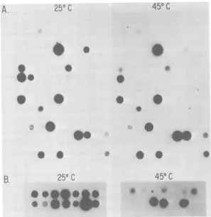 TABLE 1. XCplaque assay on thermolabile reverse transcriptase mutants'