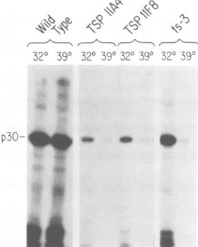 FIG.(minutes)for25°Cscriptasecells,assayattranscriptase(1theCulture h). 25°C 4. Heat-inactivation curves for reverse tran- released from wild-type M-MuLV-infected R-ts29-infected cells, and four mutant clones